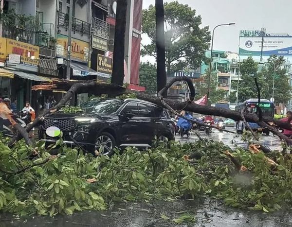 Rạp cưới bị xô đổ, cành cây gãy đè trúng ô tô trong giông lốc ở TPHCM