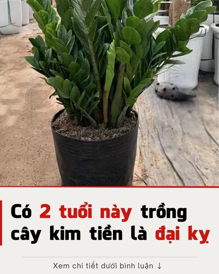 Có 2 tuổi trồng cây kim tiền là đại kị, để trong nhà tiền chảy hết ra