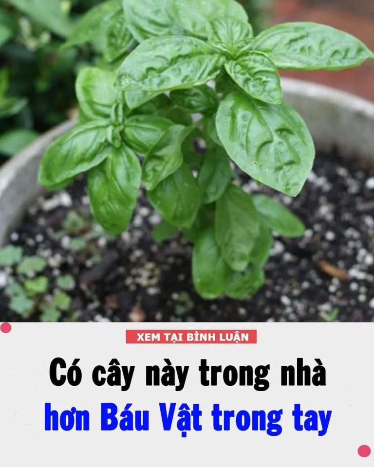 Vì sao nhà rộng hay hẹp bạn cũng cần trồng ít nhất 1 cây húng quế?