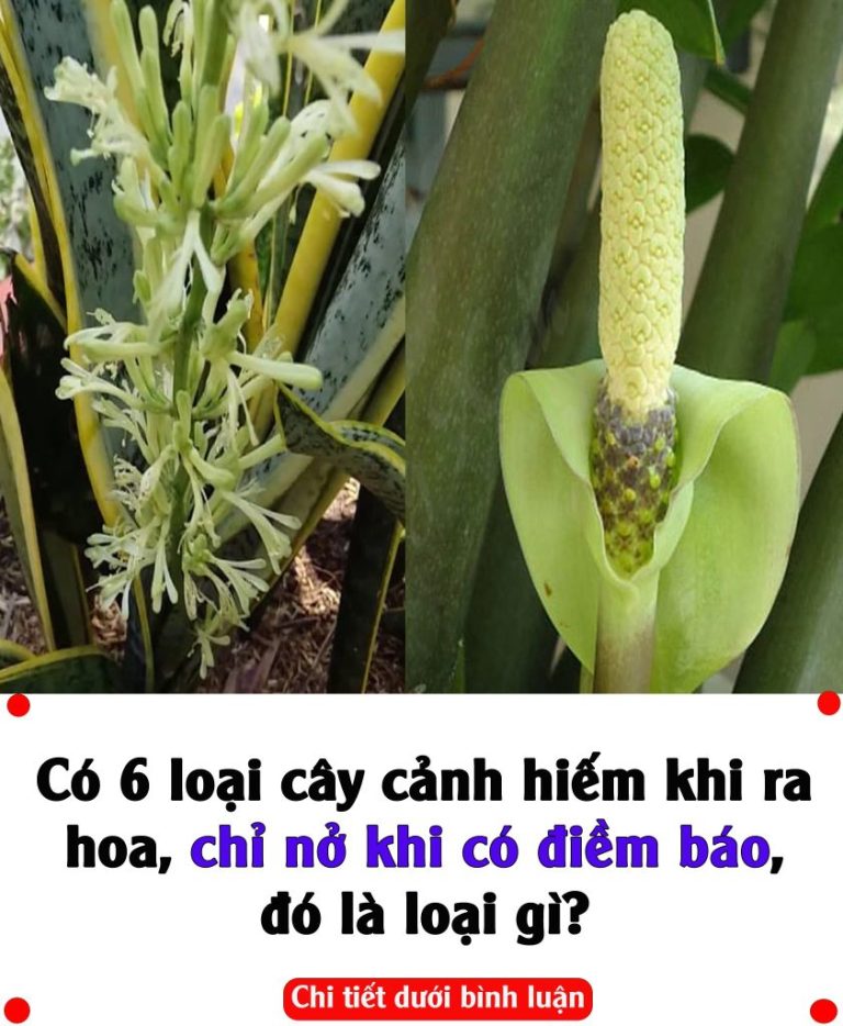 Có 6 loại cây cảnh hiếm khi ra hoa, chỉ nở khi có điềm báo, đó là loại gì?