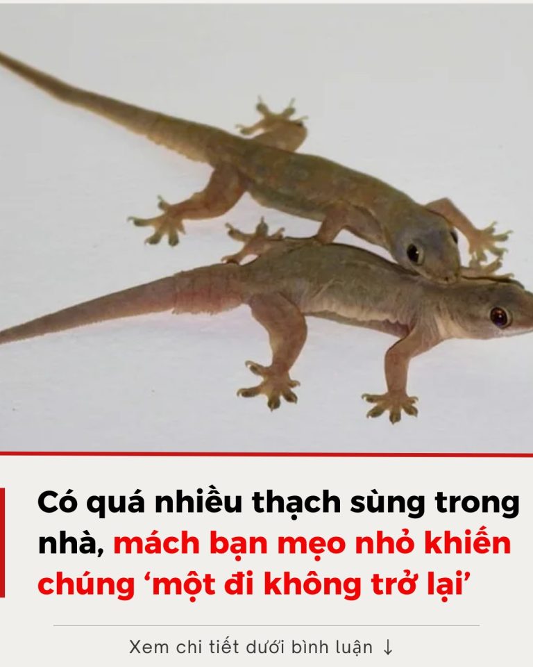 Có quá nhiều thạch sùng trong nhà, mách bạn mẹo nhỏ khiến chúng ‘một đi không trở lại’