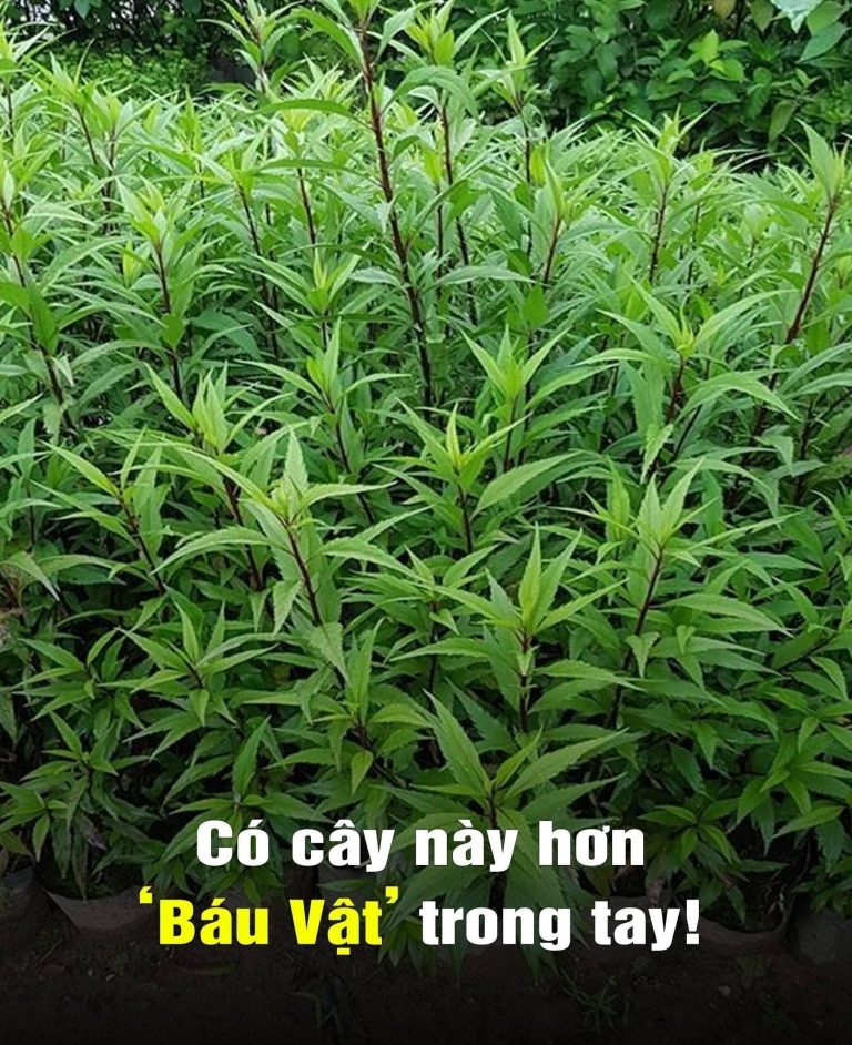 Có cây này hơn Báu Vật trong tay, trồng ngay 1 khóm trong vườn khi cần