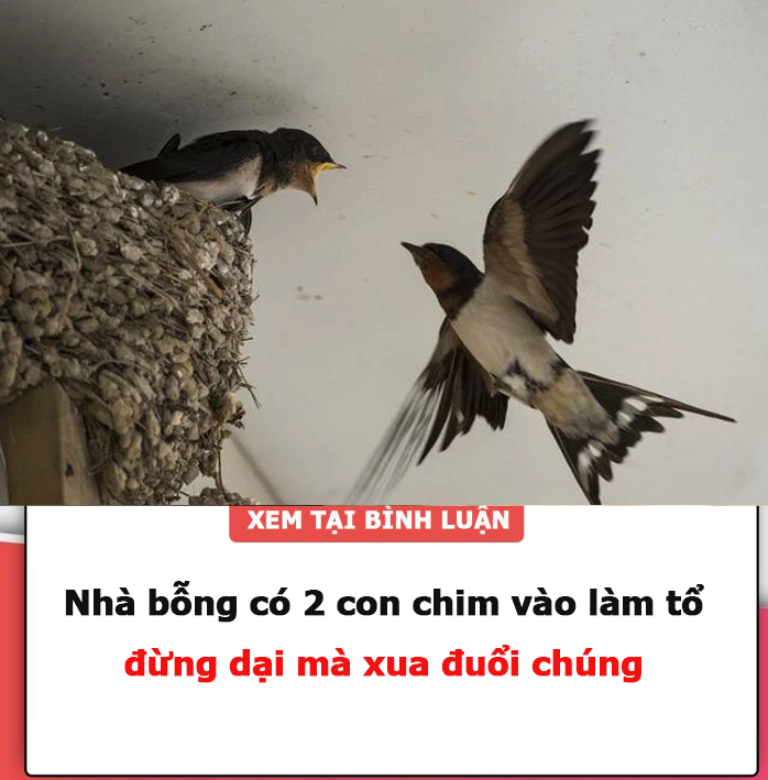 Nhà bỗng có 2 con chim vào làm tổ, đừng dại mà xua đuổi chúng