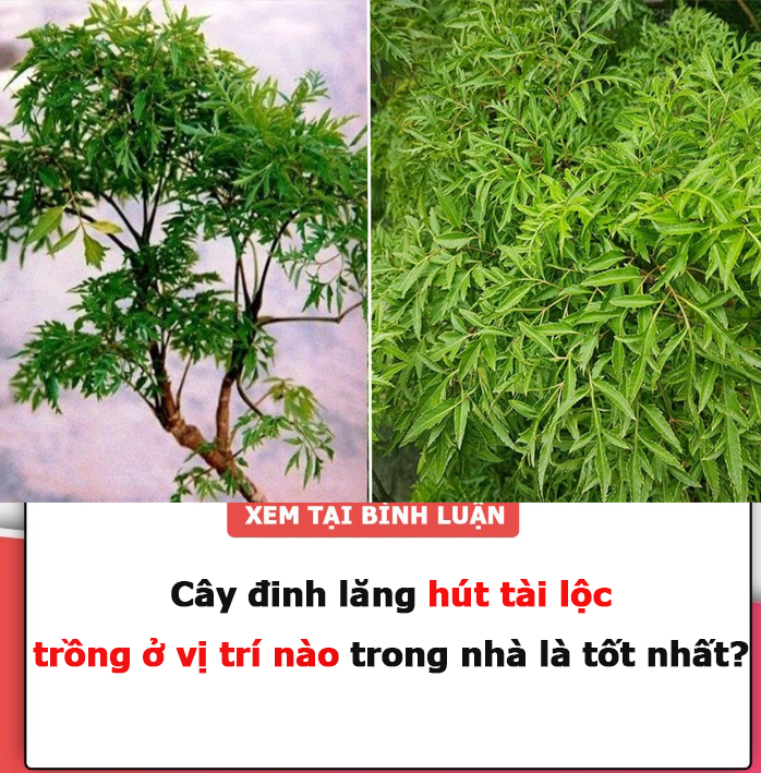 Cây đinh lăng hút tài lộc, trồng ở vị trí nào trong nhà là tốt nhất?