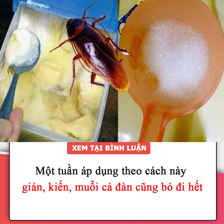 Một tuần áp dụng theo cách này, gián, kiến, muỗi cả đàn cũng bỏ đi hết