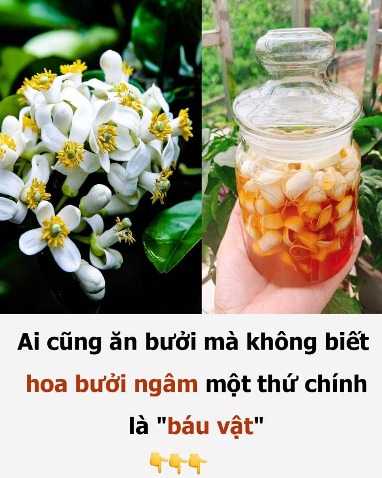 Ai cũng ăn bưởi mà không biết hoa bưởi ngâm một thứ chính là “báu vật”: Vừa sạch phổi lại hỗ trợ chữa nhiều bệnh