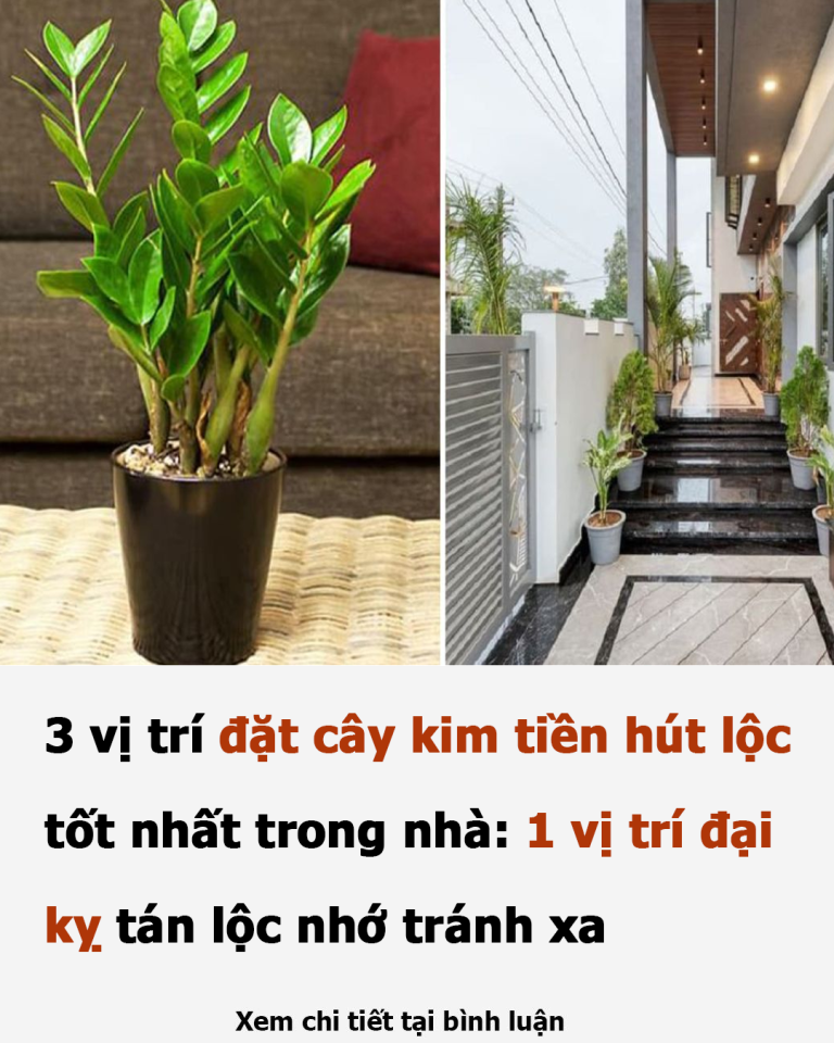 3 vị trí đặt cây kim tiền hút lộc tốt nhất trong nhà: 1 vị trí đại kỵ tán lộc nhớ tránh xa