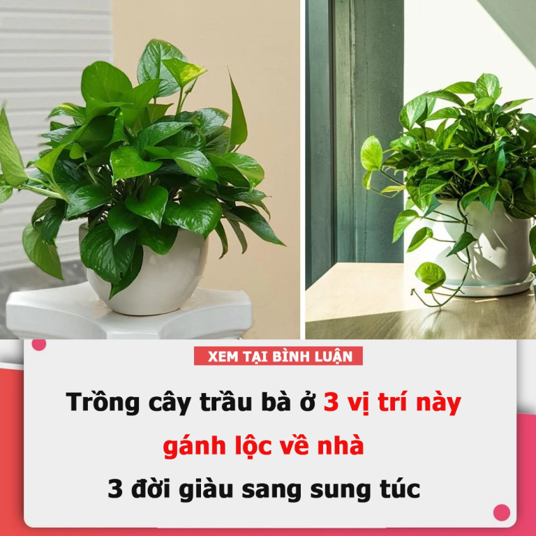 Trồng cây trầu bà ở 3 vị trí này khác gì gánh lộc về nhà, 3 đời giàu sang sung túc