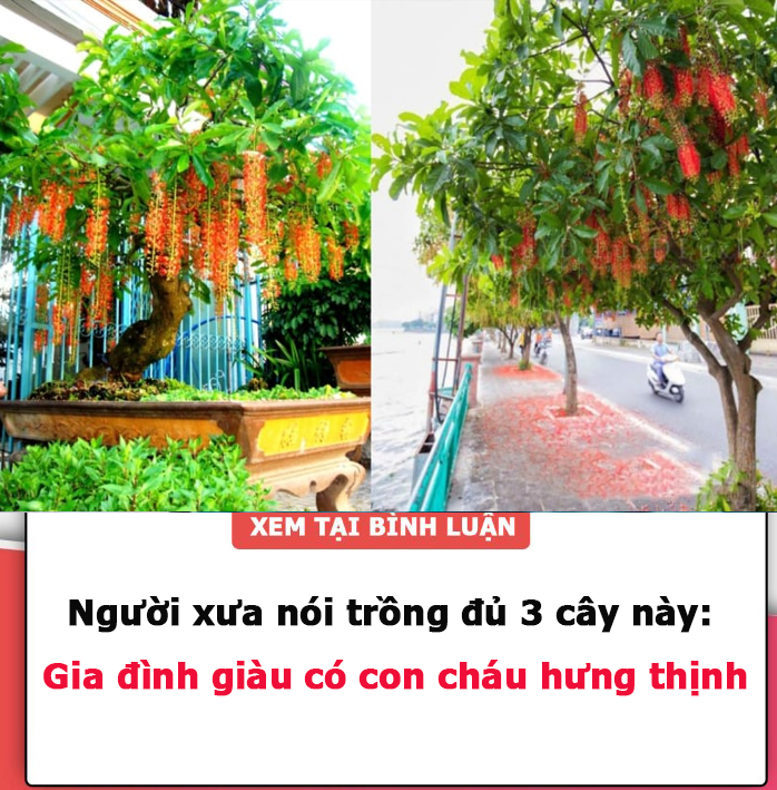 Người xưa nói trồng đủ 3 cây, gia đình giàu có, con cháu hưng thịnh. Đó là 3 cây gì?