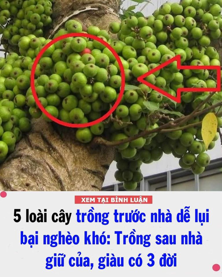 5 loài cây trồng trước nhà dễ lụi bại nghèo khó: Trồng sau nhà giữ của, giàu có 3 đời