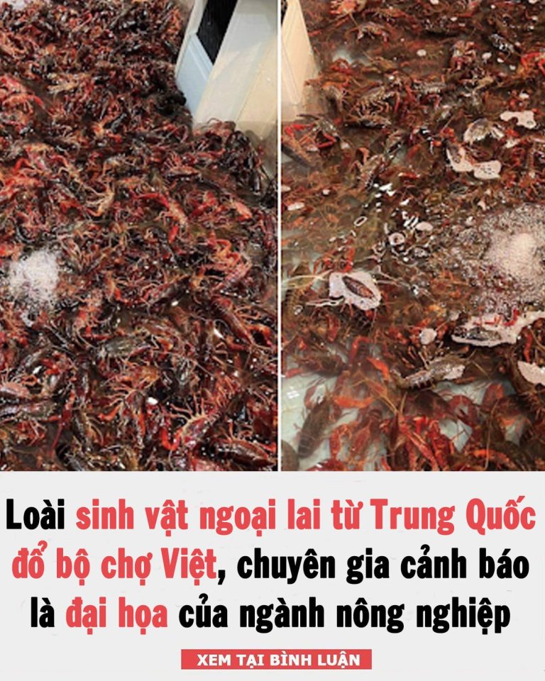 Loài sinh vật ngoại lai từ Trung Quốc đổ bộ chợ Việt, bán giá cao vẫn đắt hàng: Có nên ăn hay không