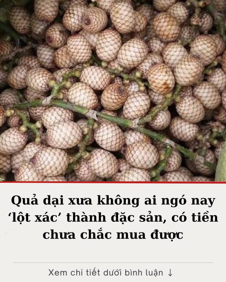 Quả dại xưa không ai ngó nay ‘lột xác’ thành đặc sản, có tiền chưa chắc mua được