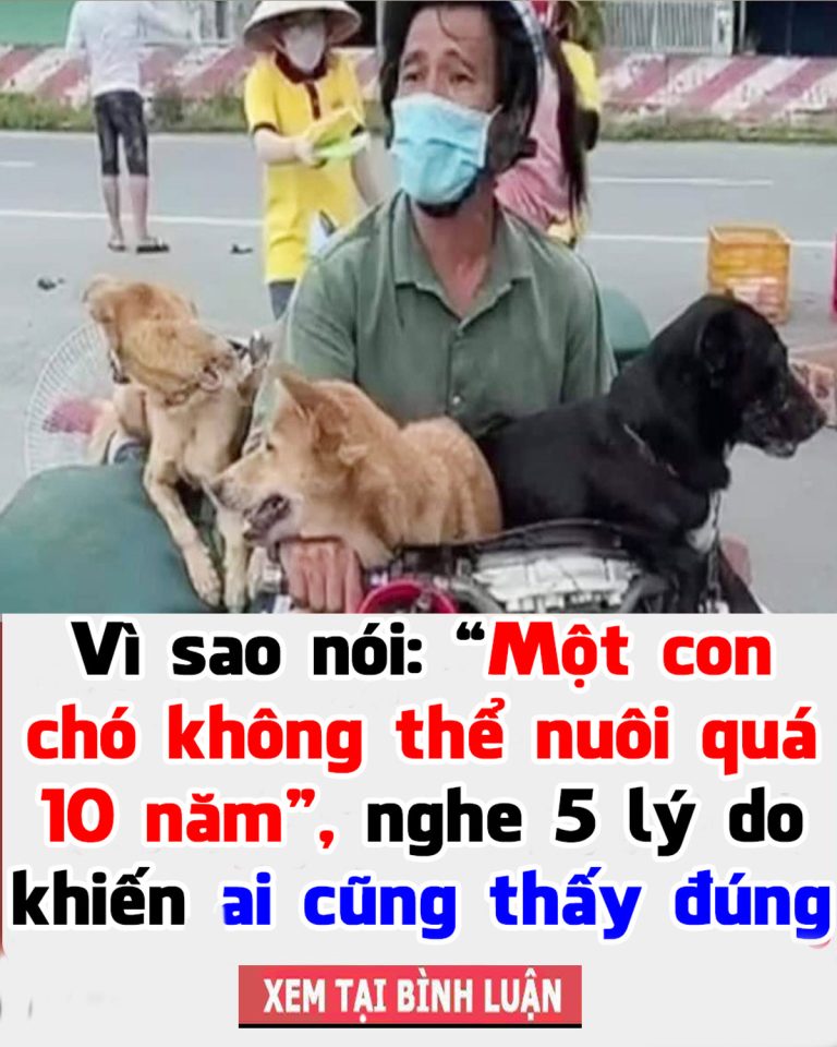 Vì sao nói: Một con chó không thể nuôi quá 10 năm”, nghe 5 lý do khiến ai cũng thấy đúng