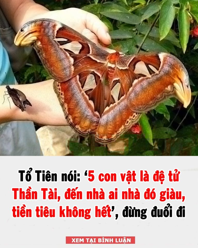 Tổ Tiên dặn chẳng sai: 5 con vật là đệ tử Thần Tài, đến nhà là tiền theo đến, nhớ đừng đuổi đi