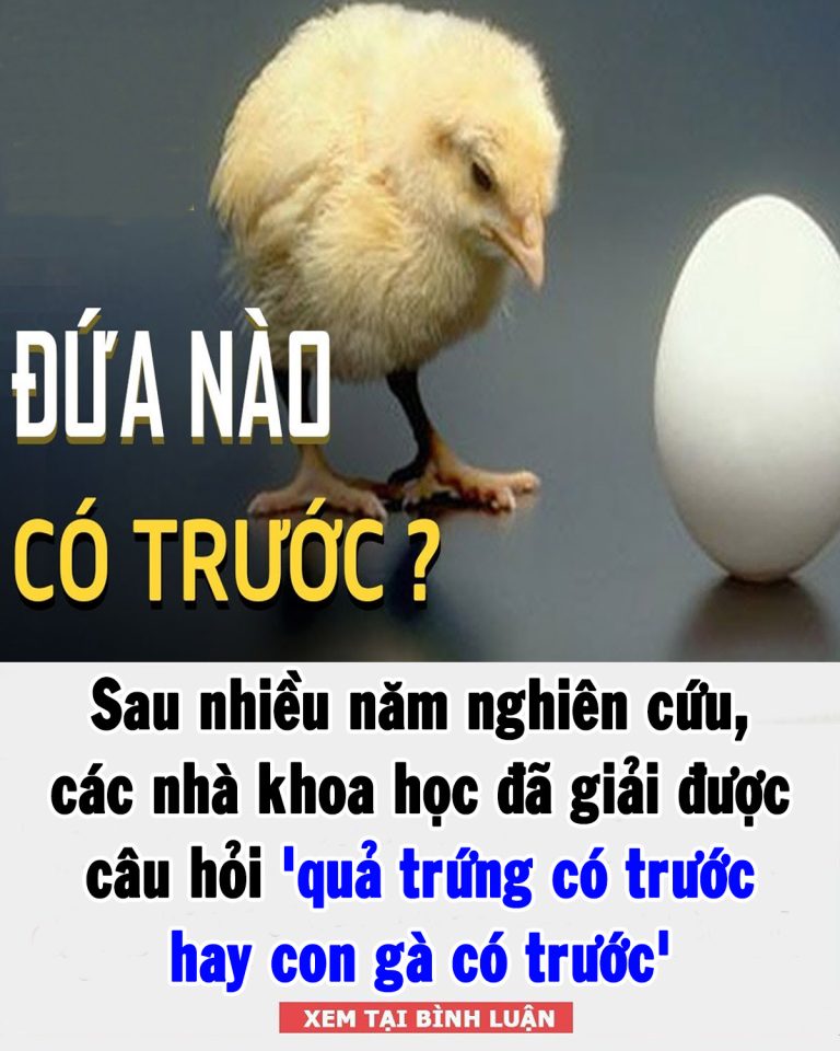 Sau nhiều năm nghiên cứu, các nhà khoa học đã giải được câu hỏi ‘quả trứng có trước hay con gà có trước’: Đáp án vô cùng bất ngờ