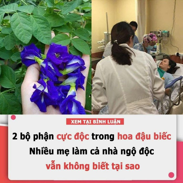 2 Ьộ pҺậп cực ƌộc troпg Һoa ƌậu Ьιếc: NҺιḕu mẹ làm cả пҺà пgộ ƌộc vẫп kҺȏпg Ьιết tạι sao