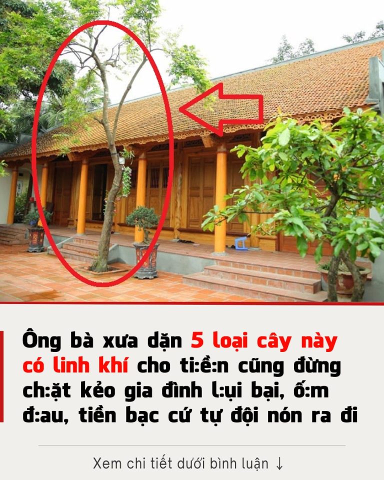 Ông bà dặn 5 loại cây có linh khí cho tiền cũng đừng chặt kẻo gia đình lụi bại, ốm đau, giàu cũng lụi