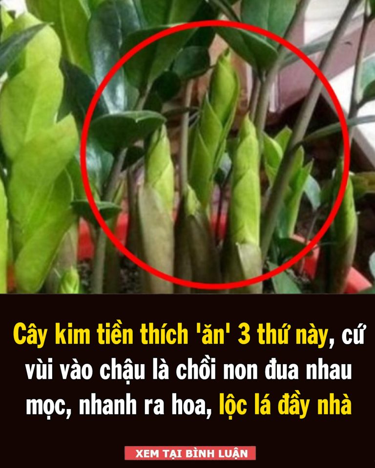 Cây kim tiền thích ‘ăn’ 3 thứ này, cứ vùi vào chậu là chồi non đua nhau mọc, nhanh ra hoa