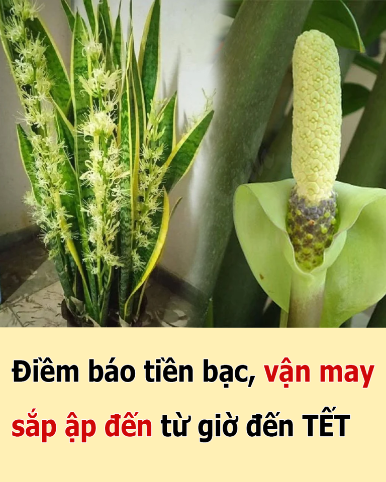 Điềm báo tiền bạc, vận may sắp ập đến từ giờ đến TẾT nếu gia chủ thấy 1 trong 4 loại cây này nở hoa