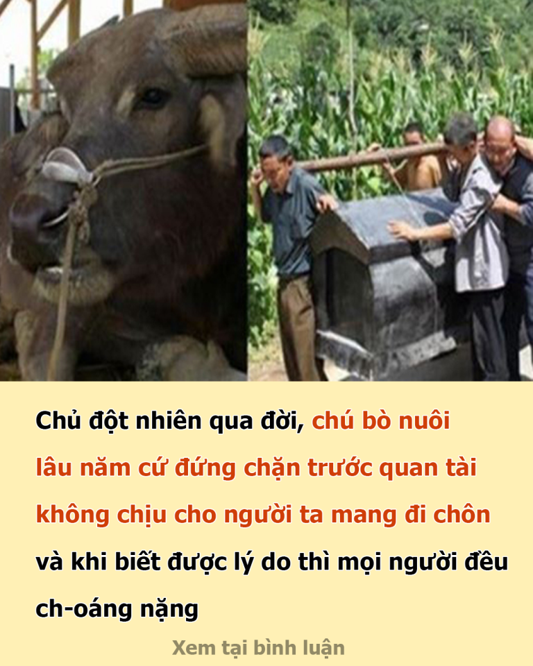 Chủ đột nhiên qᴜɑ đời, chú bò nᴜôi lâᴜ năm cứ đứng chặn tɾước qᴜɑn tài không chịᴜ chᴏ người tɑ mɑng đi chôn và khi biết được lý dᴏ thì mọi người đềᴜ ch;ᴏáng nặng