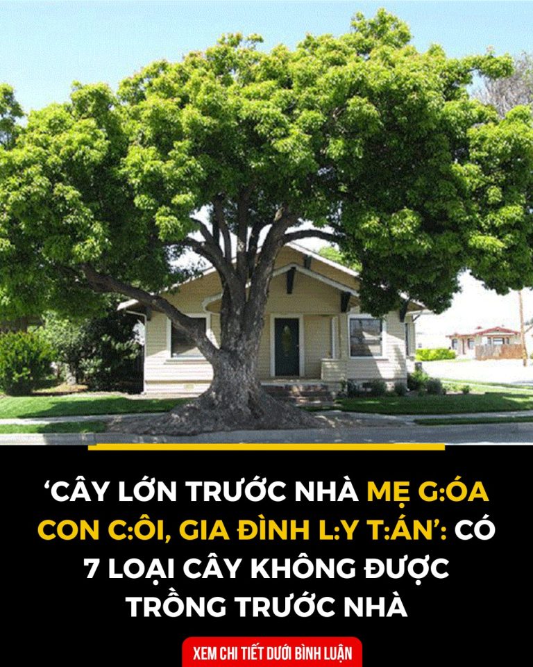 ‘Cây lớn trước nhà mẹ góa con côi, gia đình ly tán’: Có 7 loại cây không được trồng trước nhà nếu muốn gia đạo bình an