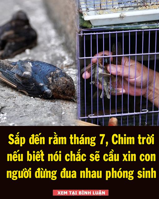 Chim trời nếu biết nói chắc sẽ cầu xin con người đừng đua nhau phóng sinh