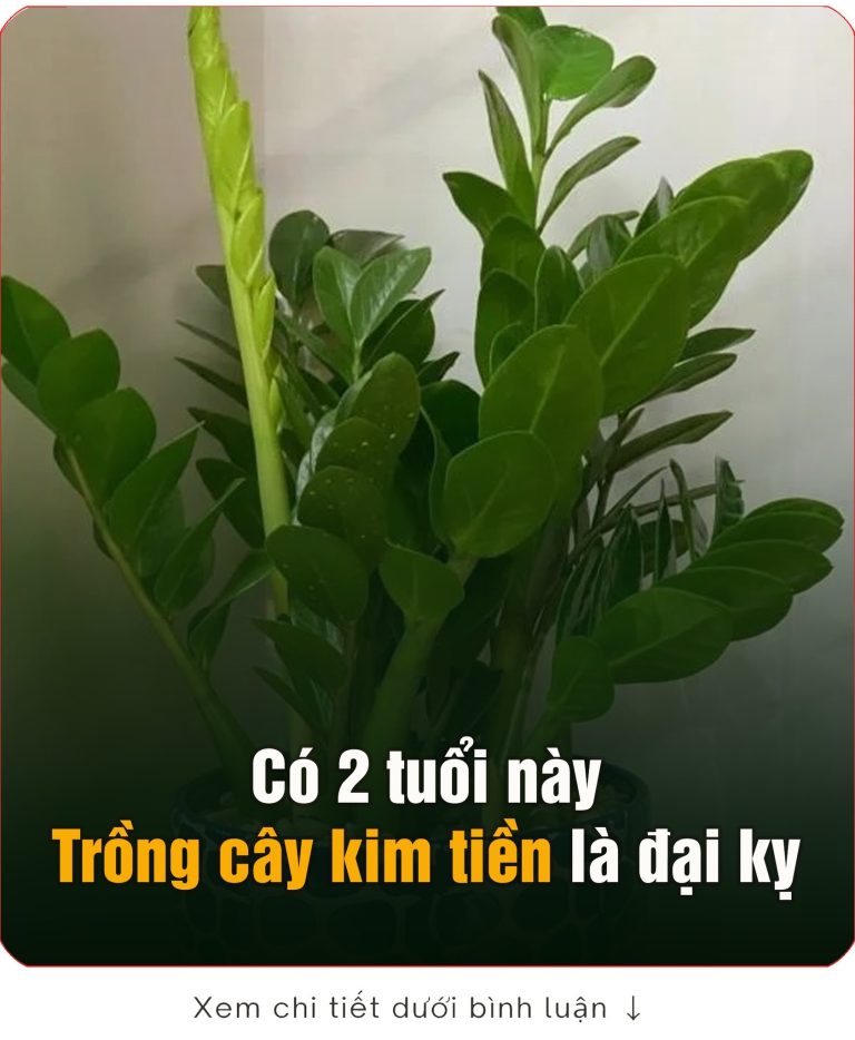 Có 2 tuổi trồng cây kim tiền là đại kị, để trong nhà tiền chảy hết ra