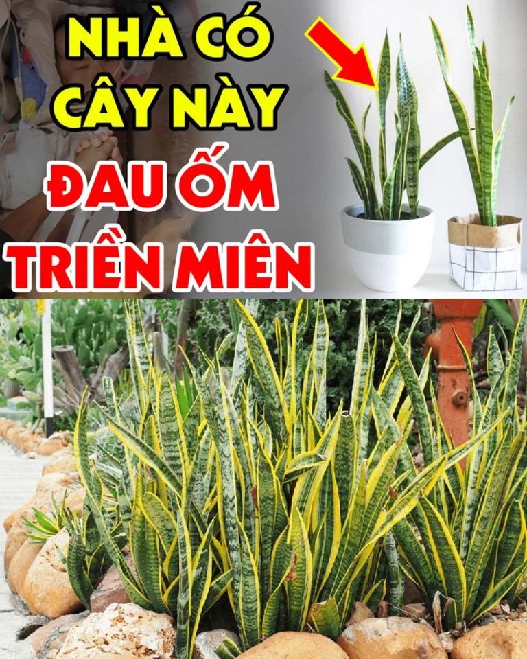 Tuổi này đại kỵ với cây Lưỡi Hổ: Trồng 1 cây, tiền của không cánh mà bay