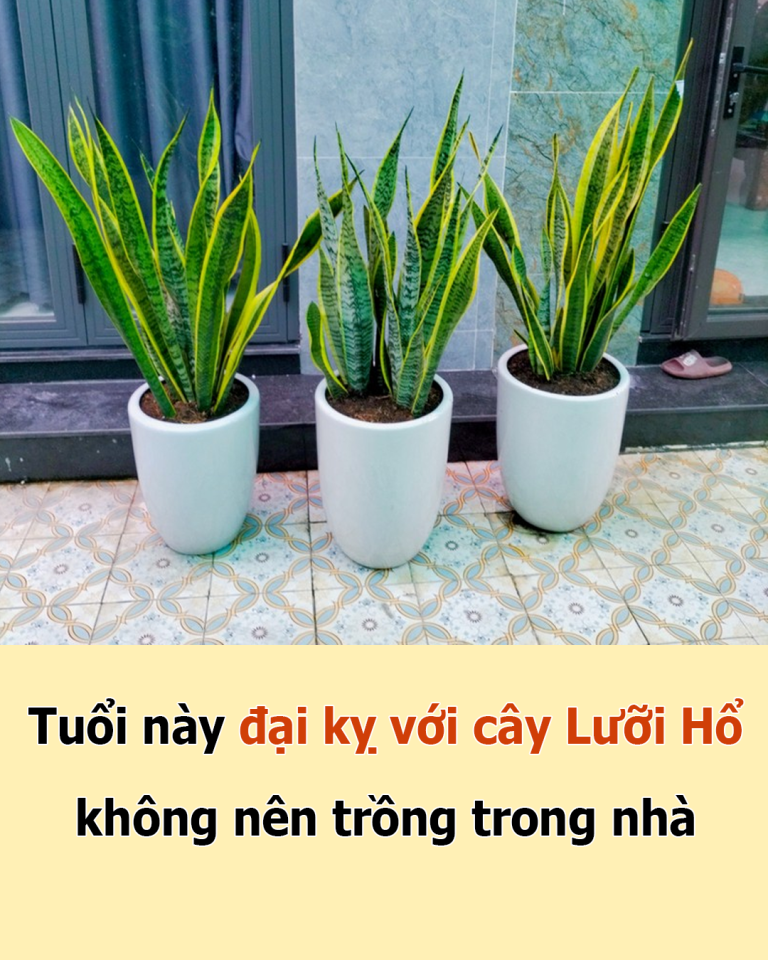 Tuổi này đại kỵ với cây Lưỡi Hổ: Trồng 1 cây cũng hao tổn phúc, tiền của không cánh mà bay