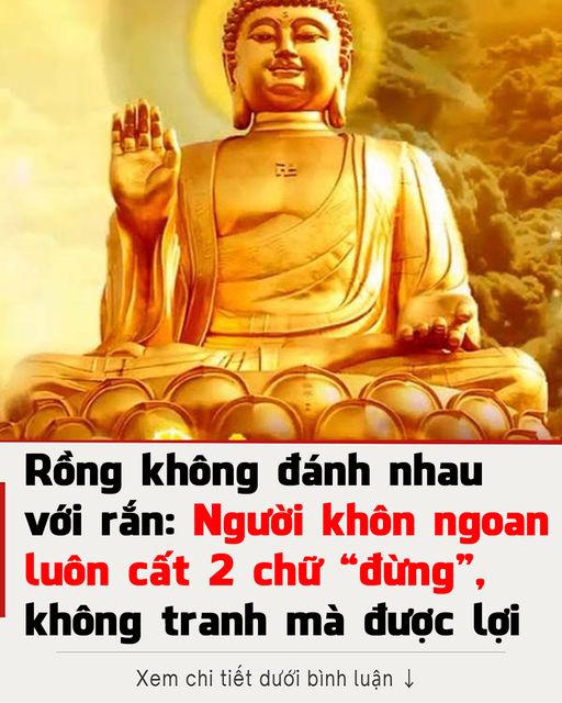 Rồng không đánh nhau với rắn: Người khôn ngoan luôn cất 2 chữ “đừng”, không tranh mà được lợi