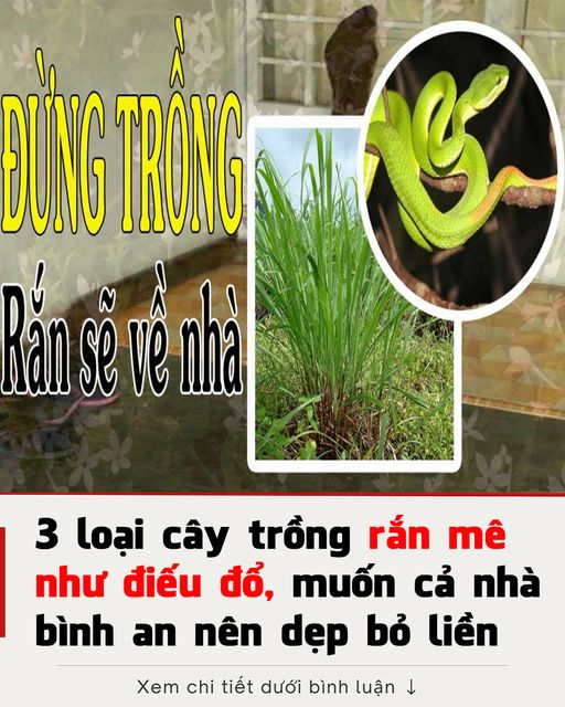 3 loại cây trồng rắn mê như điếu đổ, muốn cả nhà bình an nên dẹp bỏ liền