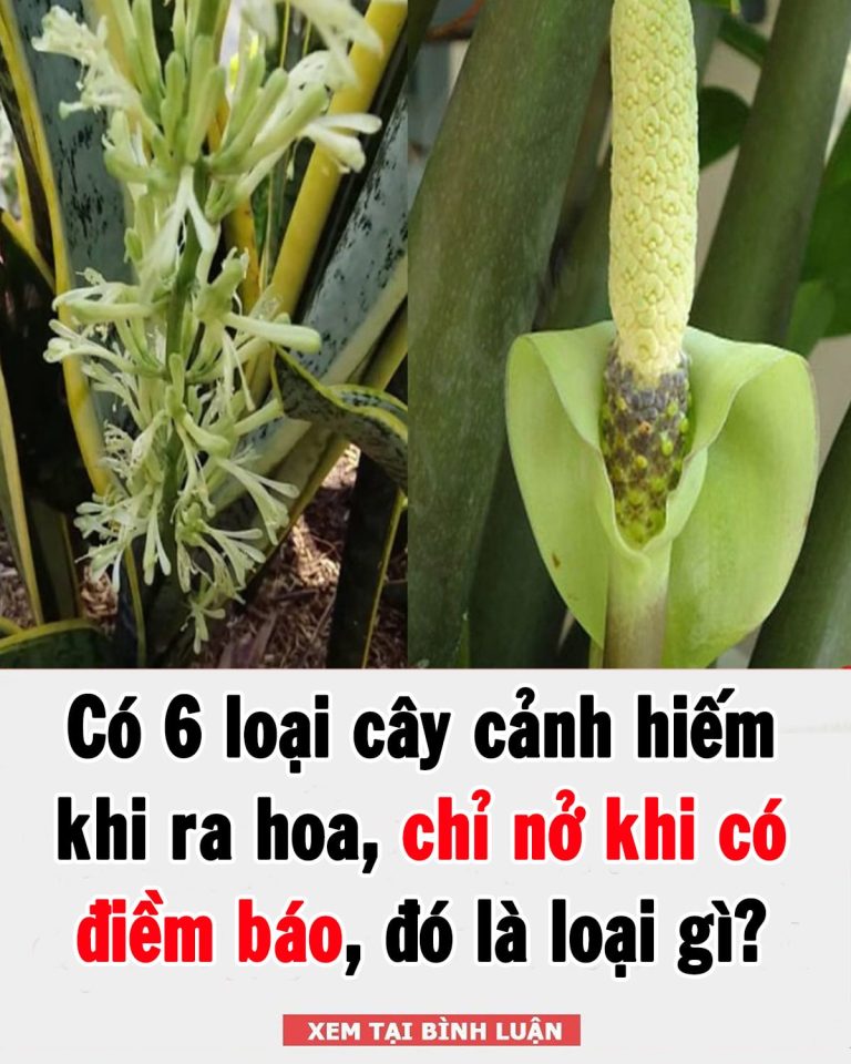 Có 6 loại cây cảnh hiếm khi ra hoa, chỉ nở khi có điềm báo, đó là loại gì?