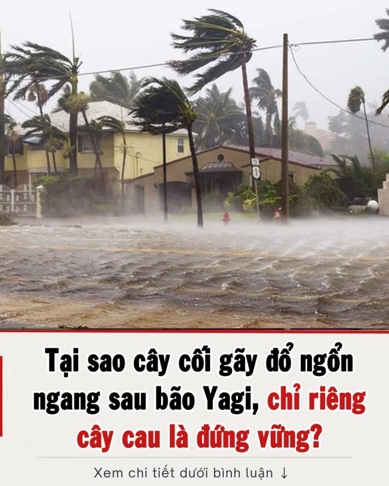 Tại sao cây cối gãy đổ ngổn ngang sau bão Yagi, chỉ riêng cây cau là đứng vững?