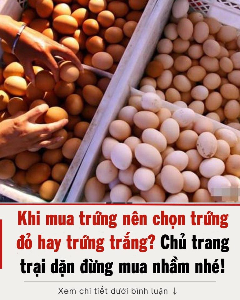 Khi mua trứng nên chọn trứng đỏ hay trứng trắng? Chủ trang trại, đừng mua nhầm nhé!