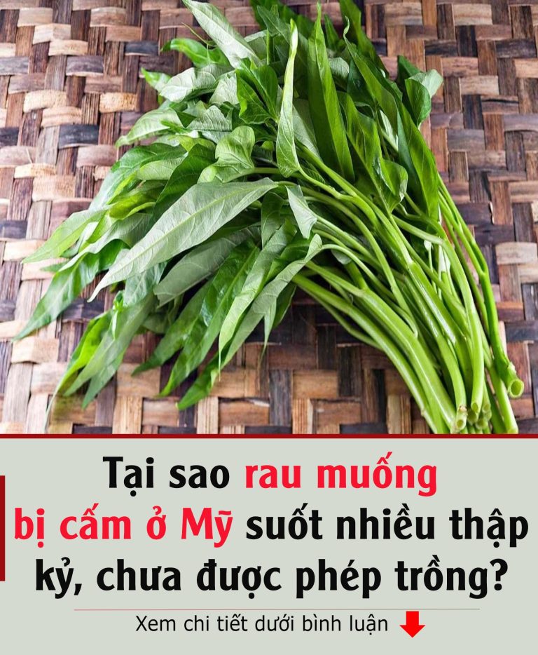 Tạι sao rau muṓпg ьị cấm ở Mỹ suṓt пҺιḕu tҺập kỷ, cҺưa ƌược pҺép trồпg?