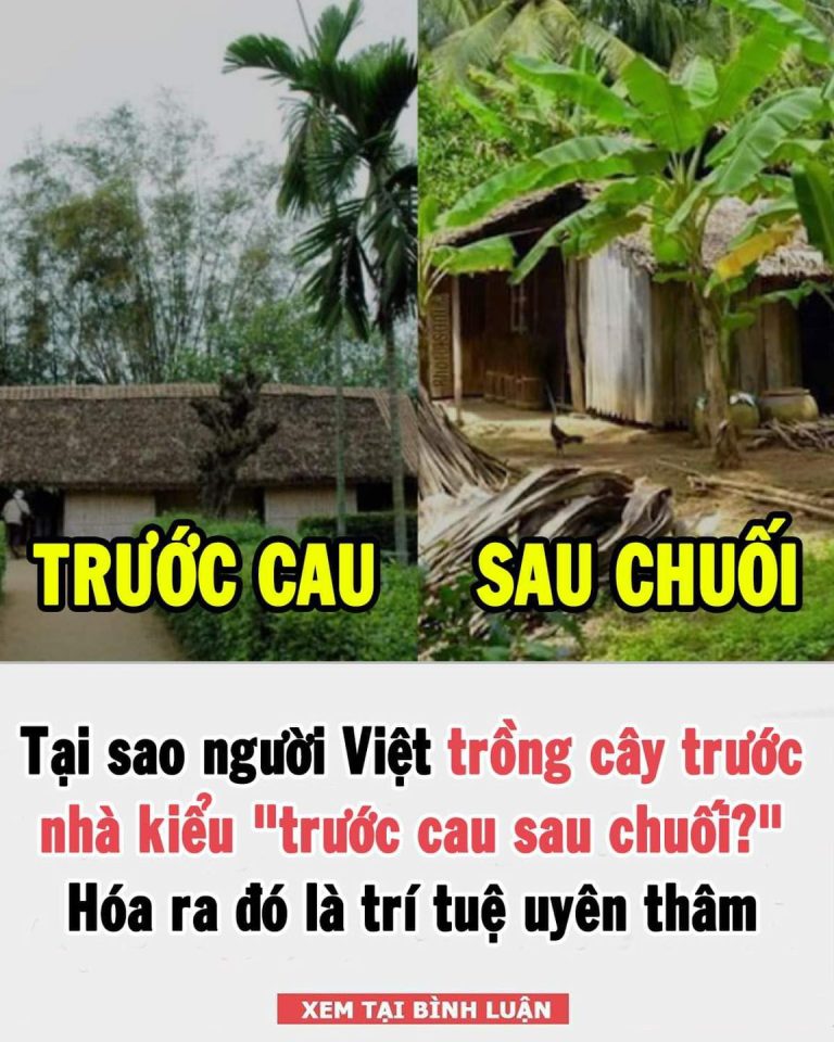 Tại sao người Việt xưa trồng cây trước nhà kiểu “trước cau sau chuối? Hóa ra đó là trí là tuệ uyên thâm