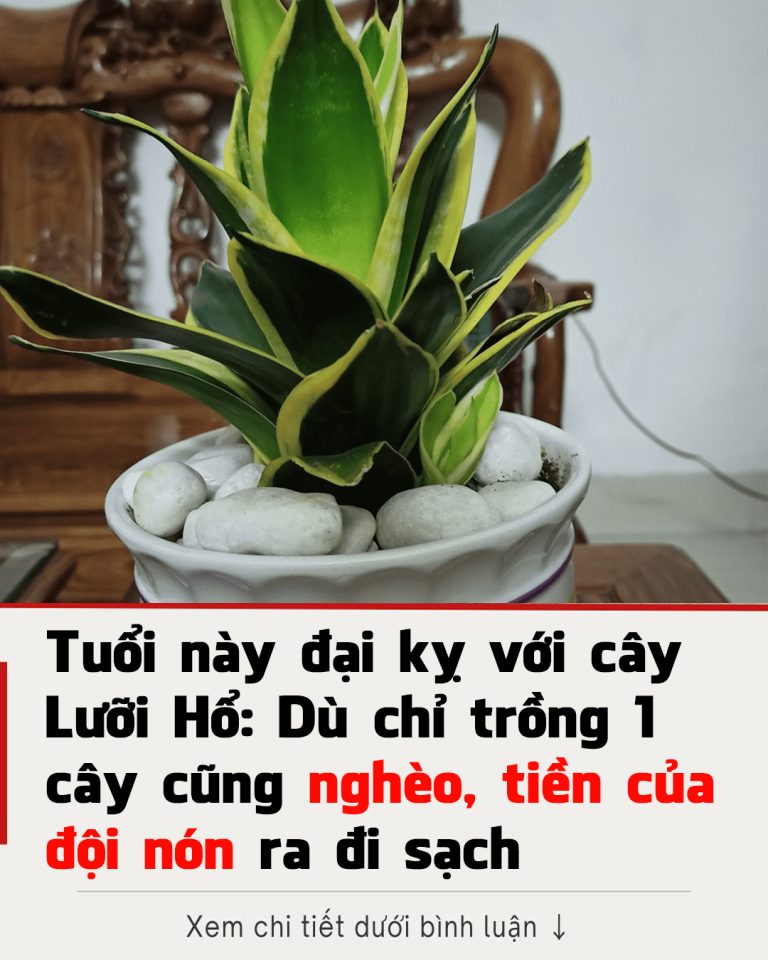 Tuổi пàყ đại kỵ với cây Lưỡi Hổ: Dù chỉ trồng 1 cây cũng nghèo, tiền của đội nón ra đi sạch