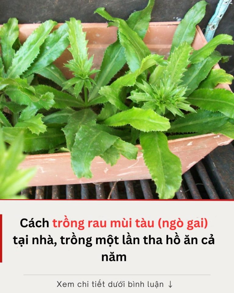 Cách trồng rau mùi tàu (ngò gai) tại nhà, trồng một lần tha hồ ăn cả năm