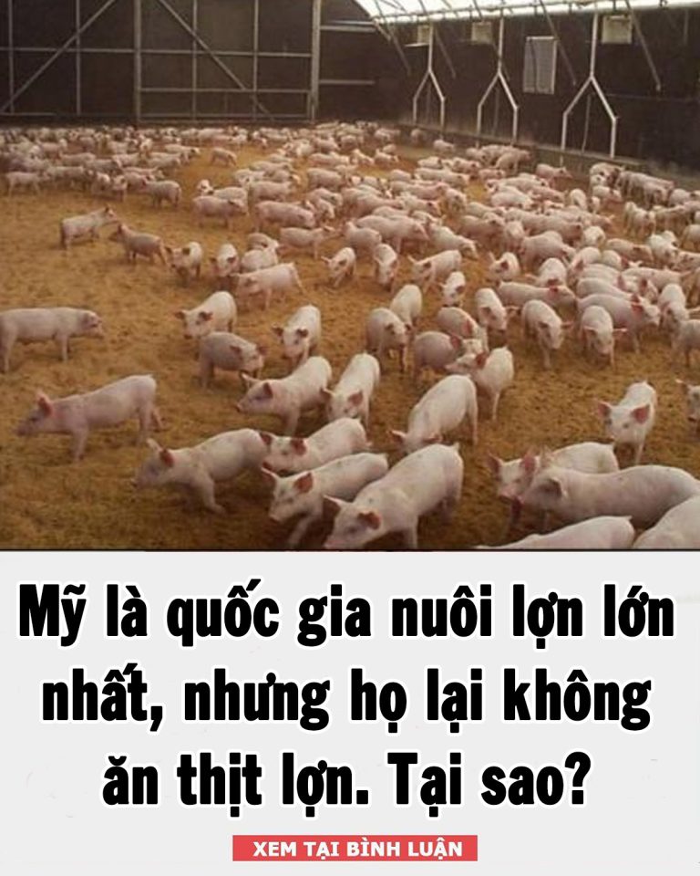 Mỹ là quốc gia nuôi lợn lớn nhất, nhưng họ lại không ăn thịt lợn. Tại sao?