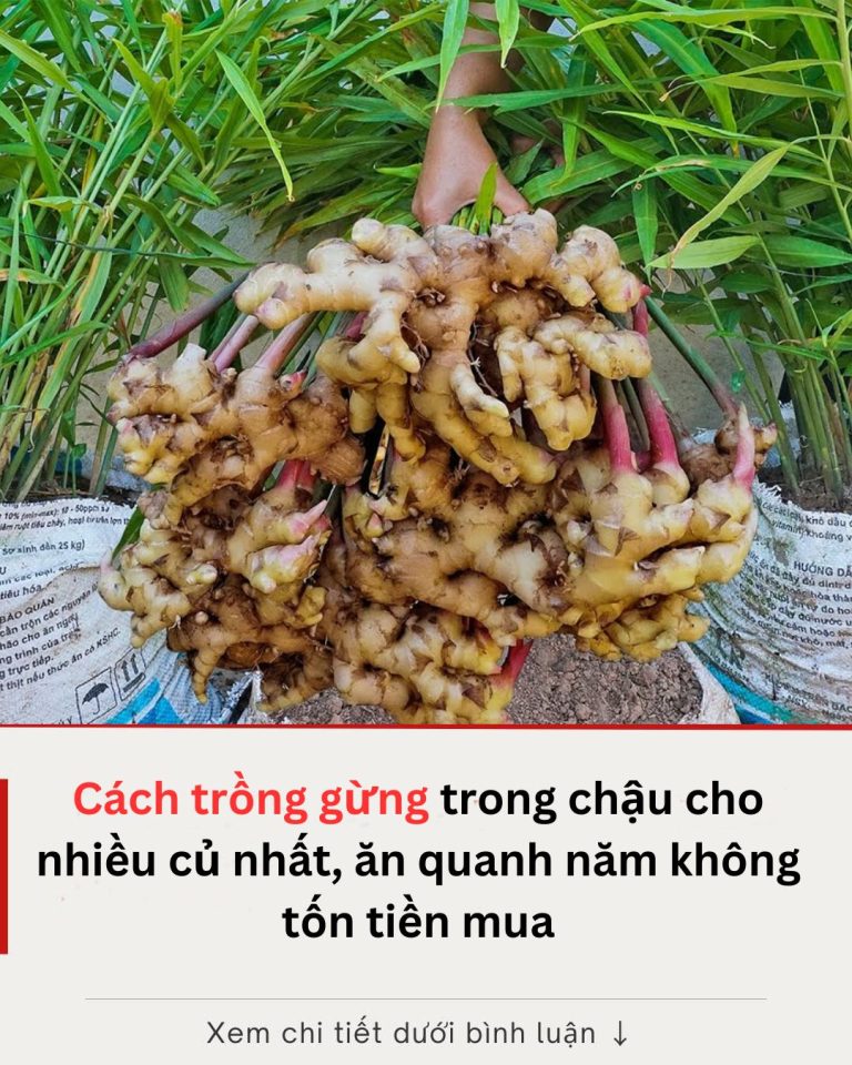 Cách trồng gừng trong chậu cho nhiều củ nhất, ăn quanh năm không tốn tiền mua