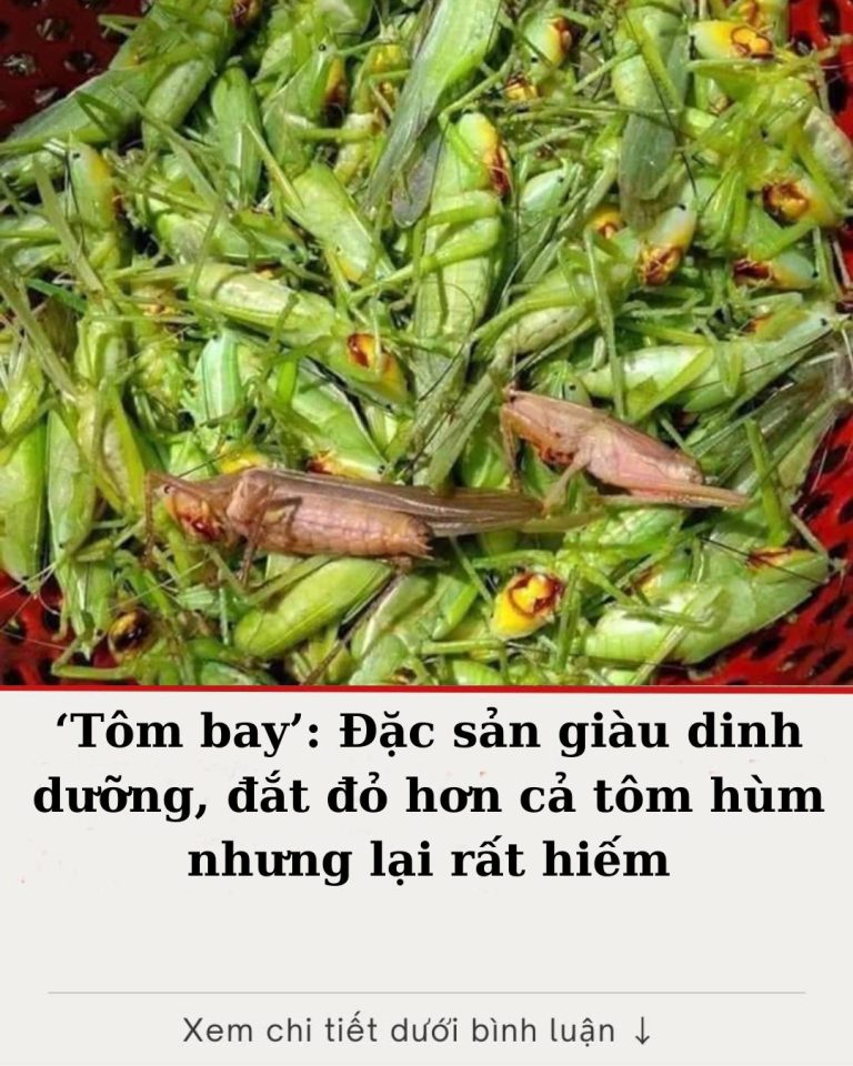 ‘Tôm bay’: Đặc sản giàu dinh dưỡng, đắt đỏ hơn cả tôm hùm nhưng lại rất hiếm