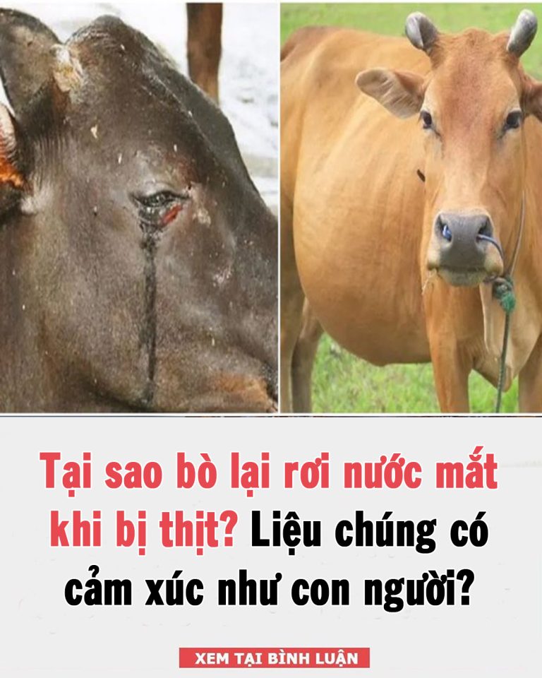 Tại sao bò lại rơi nước mắt khi bị giết thịt? Chúng có cảm xúc như con người?