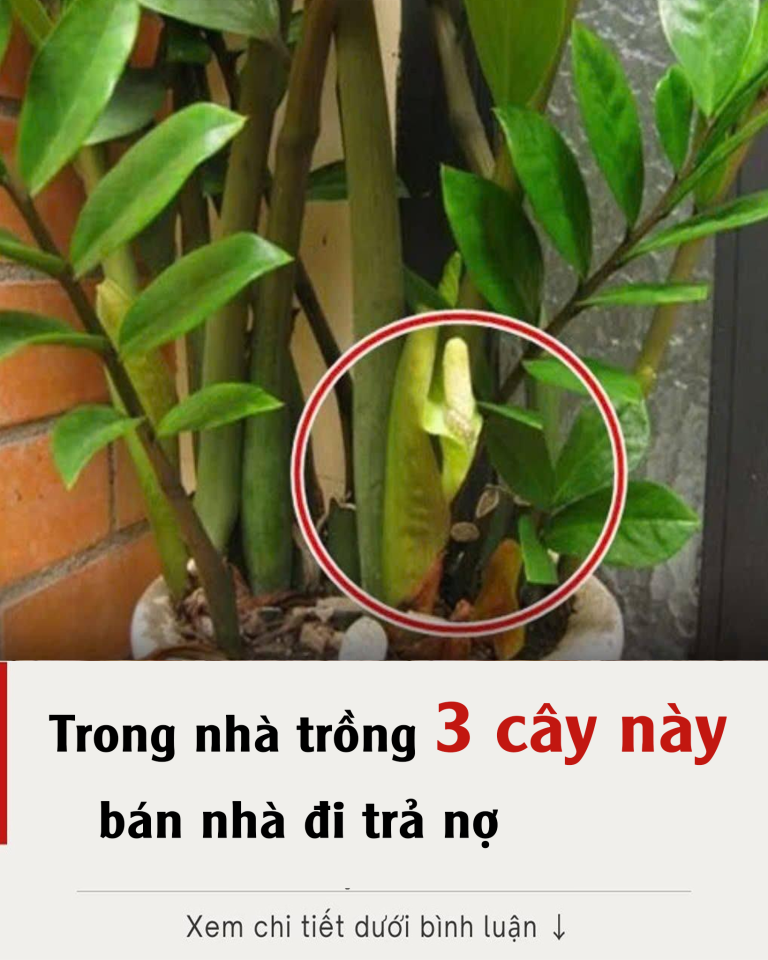 Có 3 cây này trong nhà thì bán nhà mà trả nợ cũng không hết, ai cũng đua nhau trồng, càng ngày chỉ càng nghèo thêm.