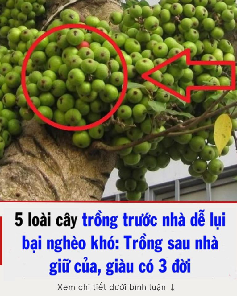 5 loài cây trồng trước nhà dễ lụi bại nghèo khó: Trồng sau nhà giữ của, giàu có 3 đời