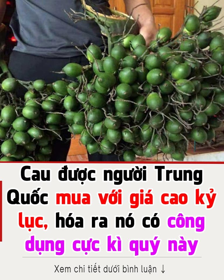 Loại quả Việt Nam được Trung Quốc thu mua rất mạnh: Giá cao kỷ lục, hoá ra là thuốc quý