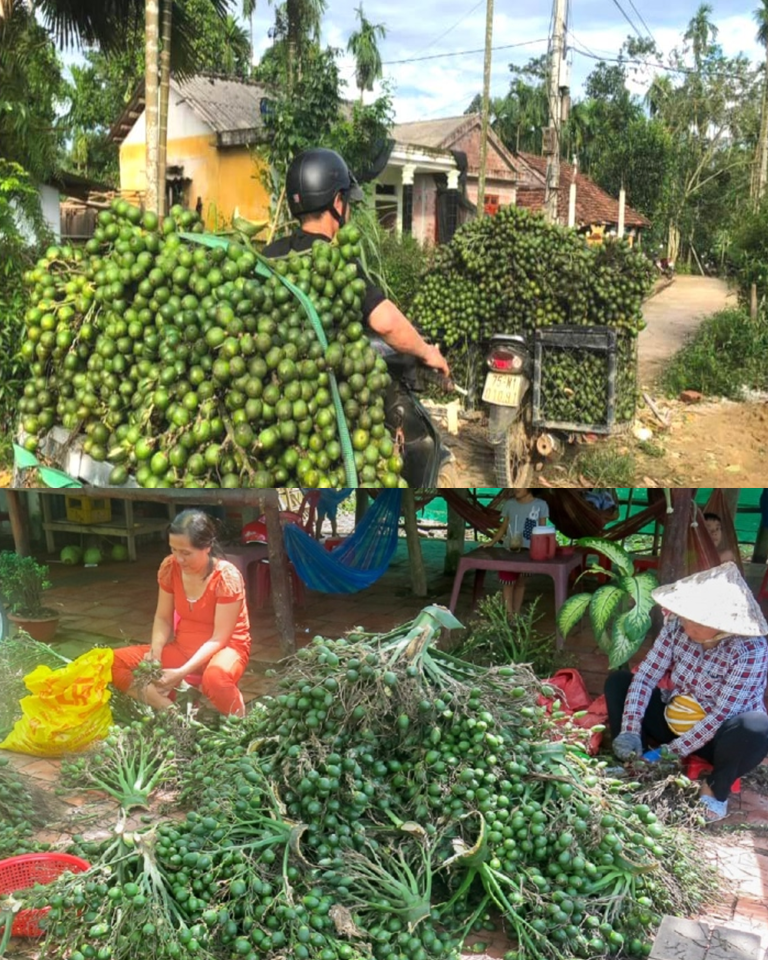 Trung Quốc thu mua mạnh cau Việt Nam: Hóa ra loại quả này được chế biến thành nhiều thứ đến vậy