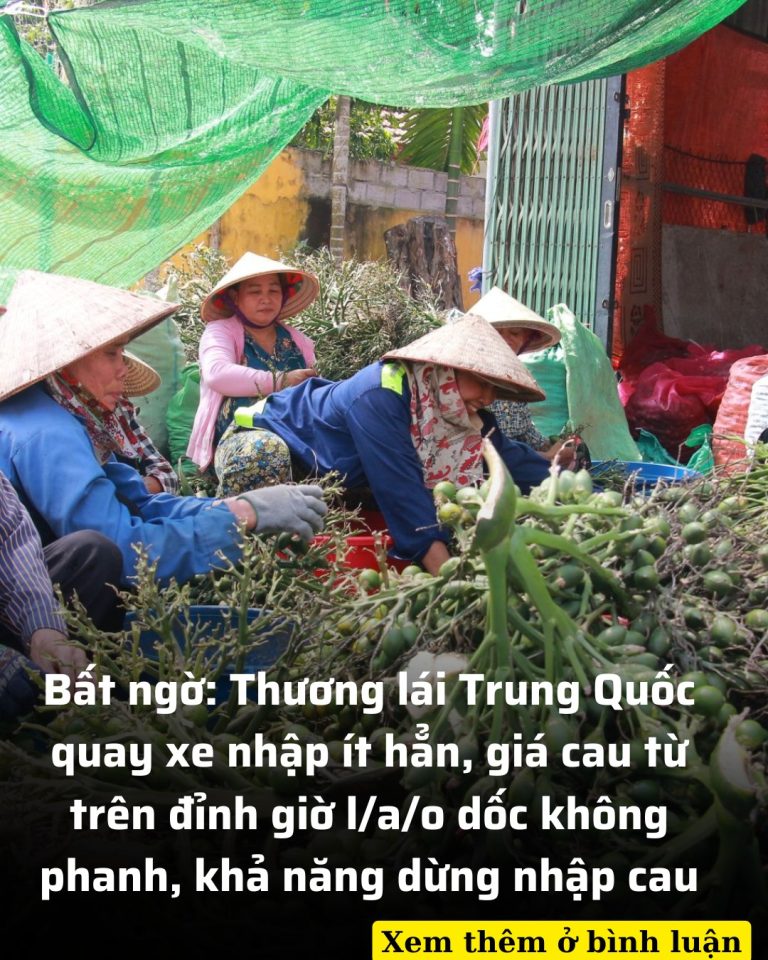 Người trồng cau bất ngờ hoang mang khi Trung Quốc quay xe ngừng nhập cau, giá đang rớt sâu thảm hại