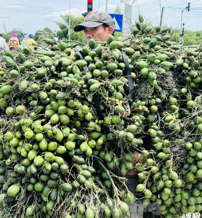 Giá cau tăng chóng mặt lần đầu tiên trong lịch sử, người dân ồ ạt trồng bán nhưng chuyên gia cảnh báo không nên