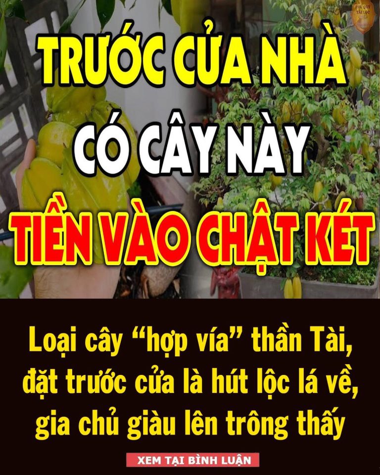 Loại cây “hợp vía” thần Tài, đặt trước cửa là hút lộc lá về, gia chủ giàu lên trông thấy