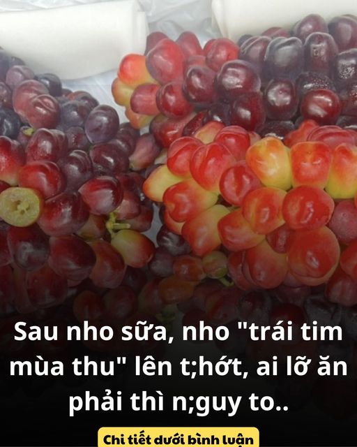 Sau nho sữa, nho “trái tim mùa thu” lên t;hớt, lỡ ăn phải 1 nho này phải làm ngay 1 điều